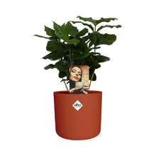 Kamerplant - Coffea Arabica - Pot Ø 14cm