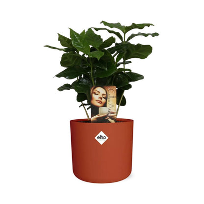 Kamerplant - Coffea Arabica - Pot Ø 14cm