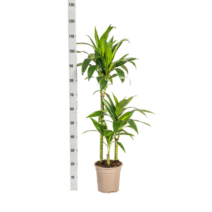 Kamerplant - Dracaena Deremensis Lisa - Pot Ø 21cm Hoogte ↕ 90-110cm