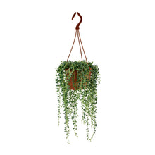 Kamerplant - Senecio Herreianus - Pot Ø 12cm Hoogte ↕ 20cm