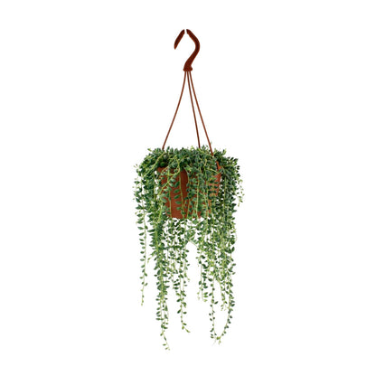 Kamerplant - Senecio Herreianus - Pot Ø 12cm Hoogte ↕ 20cm