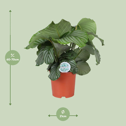 Kamerplant - Calathea Orbifolia - Pot Ø 21cm Hoogte ↕ 65cm