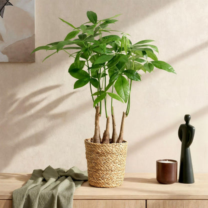 Green BoutiQ - Green is... Kamerplanten - Pachira Aquatica multi stam - Geldboom - Weinig onderhoud - Groen - 1 Plant - Pot 17cm - Hoogte 50-55cm