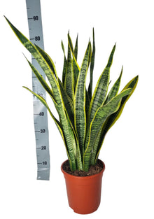 Kamerplant - Sansevieria Laurentii - Hoogte ↕ 90cm