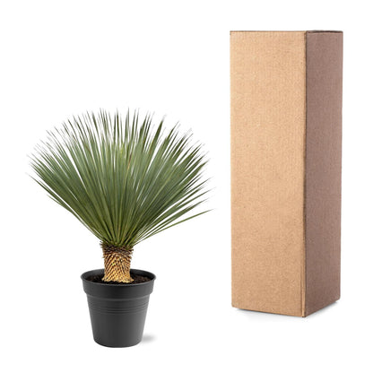 Buitenplant - Yucca rostrata - Winterhard - Pot Ø 40cm Hoogte ↕ 100-120cm
