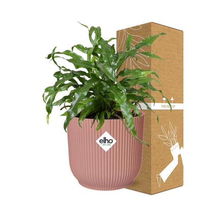 Kamerplant - Microsorum Diversifolium - Pot Ø 14cm