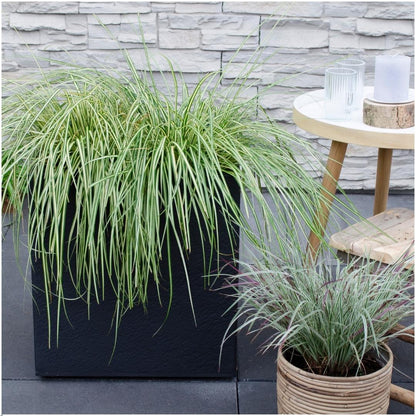 Buitenplant 3x Carex hachijoensis 'Evergold' - Pot Ø 14cm Hoogte ↕ 25cm
