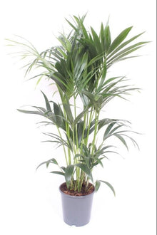 Kamerplant - Howea Forsteriana - Pot Ø 24cm Hoogte ↕ 120cm