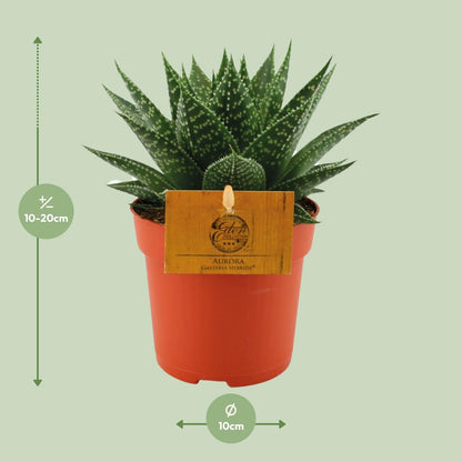 Kamerplant - Gasteria Hybride Aurora - Pot Ø 11cm Hoogte ↕ 15cm