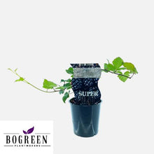 Buitenplant - Rubus Thornfree (Doornloze braam) - Pot Ø 12cm Hoogte ↕ 30cm