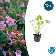 Buitenplant 12x Geranium macrorrhizum - Bloeiend - Pot Ø 9cm Hoogte ↕ 10-25cm
