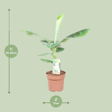 Kamerplant - Musa Dwarf Cavendish - Pot Ø 17cm Hoogte ↕ 60cm