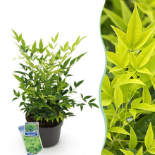 Buitenplant - Nandina Lemon & Lime - Groenblijvend - Pot Ø 17cm Hoogte ↕ 45cm