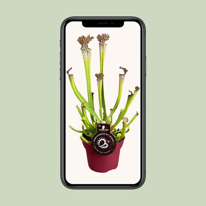 Kamerplant - Sarracenia Farnhamii - Vleesetende plant - Pot Ø 12cm Hoogte ↕ 40cm
