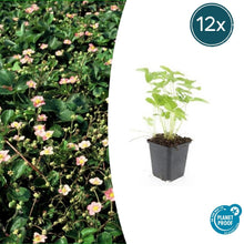 Buitenplant 12x Fragaria vesca - Bloeiend - Pot Ø 9cm Hoogte ↕ 10-25cm