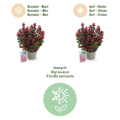 Buitenplant - Leucothoe Curly Red - Groenblijvend - Pot Ø 17cm Hoogte ↕ 40cm