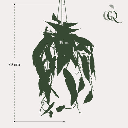 Kunstplant - Begonia Maculata Stippenbegonia - Hoogte ↕ 80cm