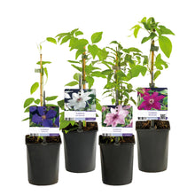 Buitenplant 4x Clematis Rainbow - Bloeiend - Pot Ø 11cm Hoogte ↕ 40cm
