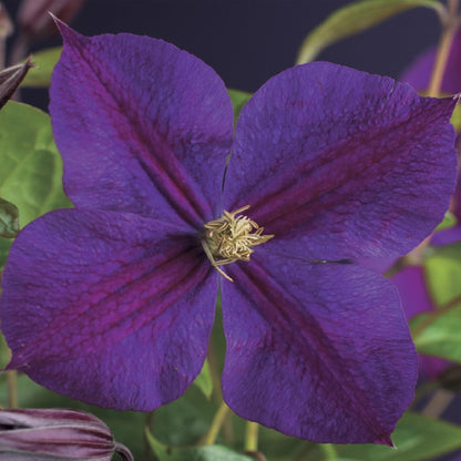 Buitenplant 2x Clematis Star of India - Klimplant - Bloeiend - Pot Ø 11cm Hoogte ↕ 40cm