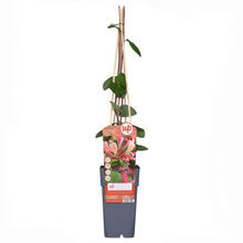 Buitenplant 4x Lonicera periclymenum 'Belgica' - Bloeiend - Pot Ø 15cm Hoogte ↕ 65cm