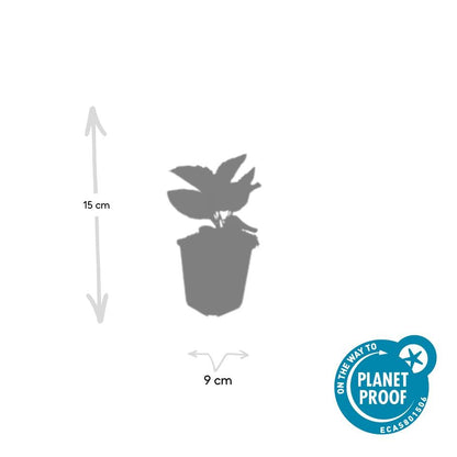 Buitenplant 6x Rudbeckia fulgida 'Goldsturm' - Bloeiend - Pot Ø 9cm Hoogte ↕ 10-25cm