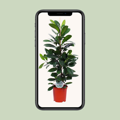 XL kamerplant - Ficus Cyathistipula - Pot Ø 21cm Hoogte ↕ 105cm