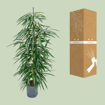 Kamerplant - Ficus Binnendijkii 'Alii' (Hydrocultuur) - Pot Ø 18cm Hoogte ↕ 110cm