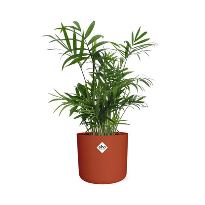 Kamerplant - Chamaedorea - Luchtzuiverend - Pot Ø 14cm