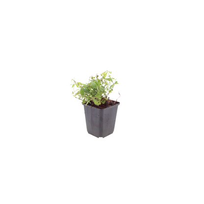 Buitenplant 6x Galium odoratum - Pot Ø 9cm Hoogte ↕ 10-25cm