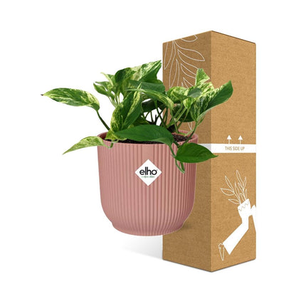 Kamerplant - Scindapsus (Epipremnum) Marble Queen - Pot Ø 14cm