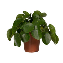 Kamerplant - Pilea Peperomioides (Pannekoekenplant) - Pot Ø 15cm Hoogte ↕ 25cm