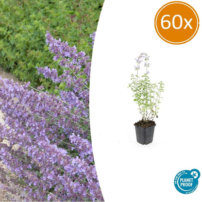 Buitenplant 60x Nepeta 'Walker's Low' - Bloeiend - Pot Ø 9cm Hoogte ↕ 10-25cm