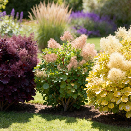 Buitenplant 3x Cotinus coggygria 'Tricolour' - Pot Ø 12cm Hoogte ↕ 35cm