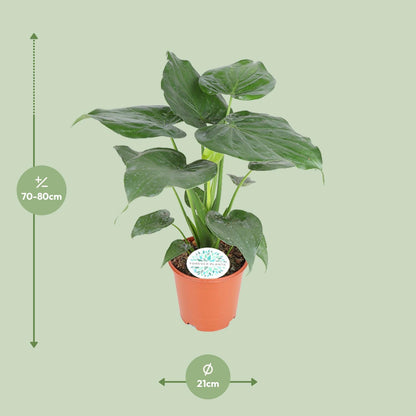 Kamerplant - Alocasia Cucullata - Pot Ø 21cm Hoogte ↕ 80cm