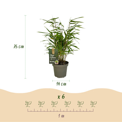 Buitenplant 2x Fargesia rufa - Bladhoudend - Niet Woekerend - Pot Ø 14cm Hoogte ↕ 35cm