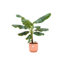 Kamerplant - Musa (Bananenplant) - Pot Ø 22cm Hoogte ↕ 100cm