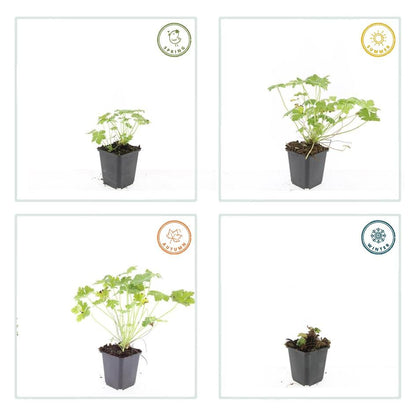 Buitenplant 24x Geranium macrorrhizum 'Czakor' - Bloeiend - Pot Ø 9cm Hoogte ↕ 10-25cm
