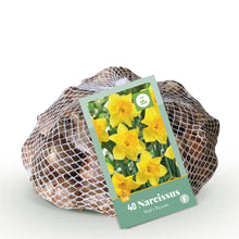 Buitenplant 40x Narcis Yellow - Bloembollen - Pot Ø 10-12cm