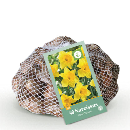 Buitenplant 40x Narcis Yellow - Bloembollen - Pot Ø 10-12cm