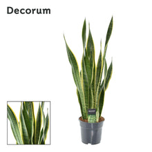 Kamerplant - Sansevieria Laurentii XL - Pot Ø 17cm Hoogte ↕ 70cm