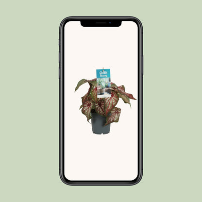Kamerplant - Caladium Bicolor - Pot Ø 12cm Hoogte ↕ 25cm