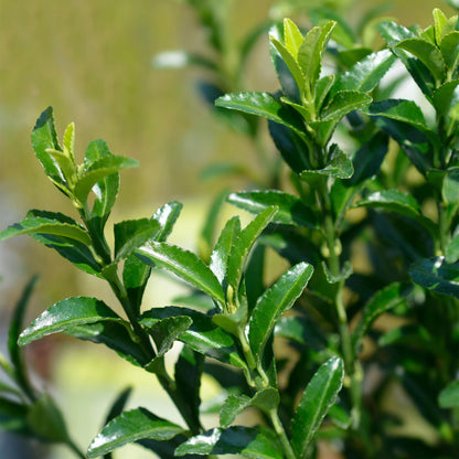 Buitenplant 8x Euonymus japonica 'Green Spire' - Haagplant - Pot Ø 9cm Hoogte ↕ 20-25cm