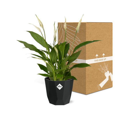 Kamerplant - Spathiphyllum Torelli - Inclusief sierpot - Pot Ø 12cm
