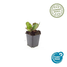 Buitenplant 12x Bergenia cordifolia 'Herbstblüte' - Bloeiend - Pot Ø 9cm Hoogte ↕ 10-25cm