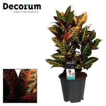 Kamerplant - Croton Petra - Pot Ø 17cm Hoogte ↕ 55cm