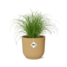Kamerplant - Cyperus Alternifolius Zumula - Pot Ø 14cm