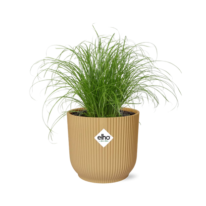 Kamerplant - Cyperus Alternifolius Zumula - Pot Ø 14cm
