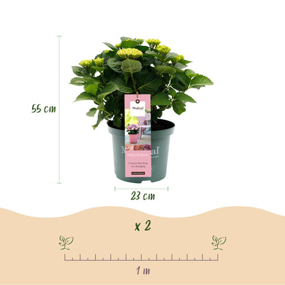 Buitenplant 2x Hydrangea Magical Revolution Pink - Bloeiend - Pot Ø 23cm Hoogte ↕ 55cm