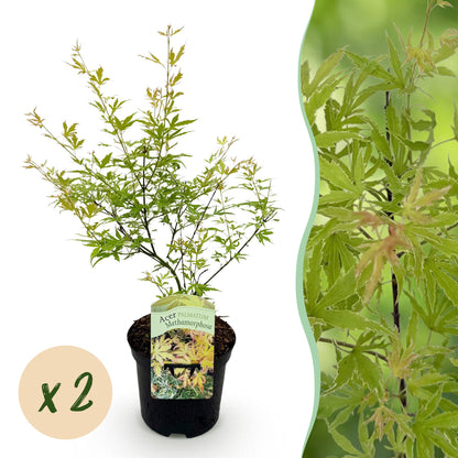 Buitenplant 2x Acer palmatum 'Methamorphosa' - Japanse Esdoorn - Pot Ø 19cm Hoogte ↕ 70cm