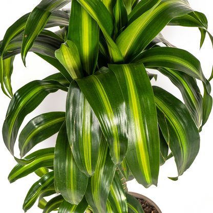Kamerplant - Dracaena Deremensis Hawaiian Sunshine - Pot Ø 19cm Hoogte ↕ 70-90cm